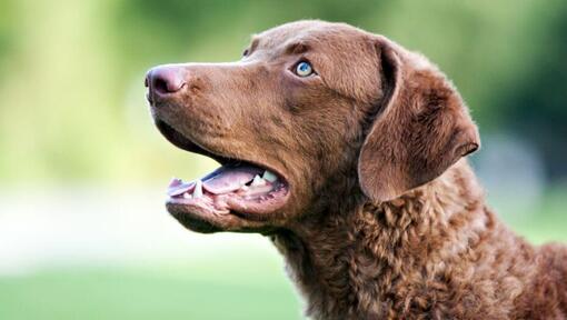 Chester peak shop bay retriever